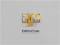 藏品(尺蠖蛾科)的圖片